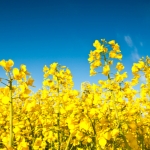 canola