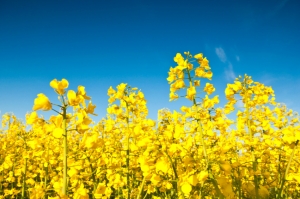 canola